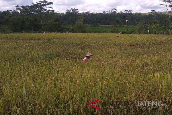 Sistem pertanian terpadu hindari risiko gagal panen
