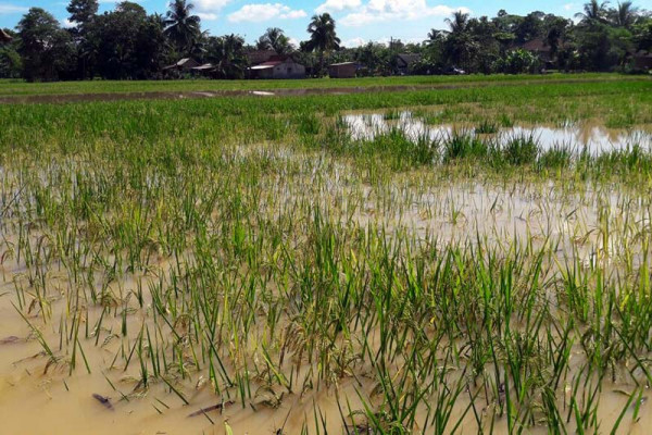 Puluhan hektare padi di Cilacap terendam banjir