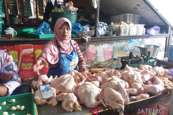 Harga daging ayam di Temanggung capai Rp34.000/kg