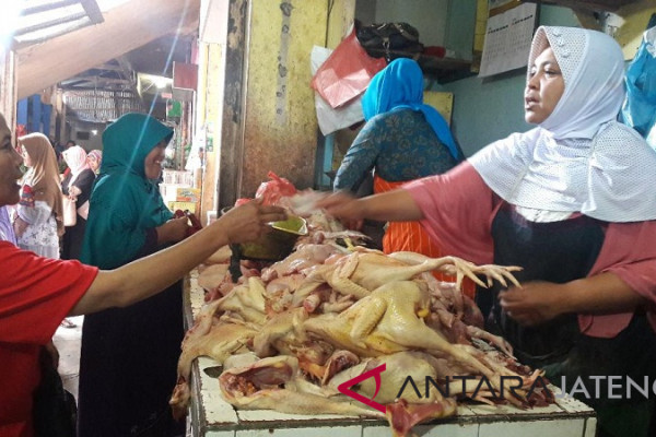 Harga daging ayam terus merangkak tembus Rp45.000/kg