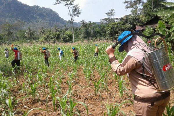 Gerakan Pengendalian OPT Jagung dilaksanakan di Desa Lambur