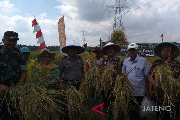 Cilacap siap kembangkan padi Sembada
