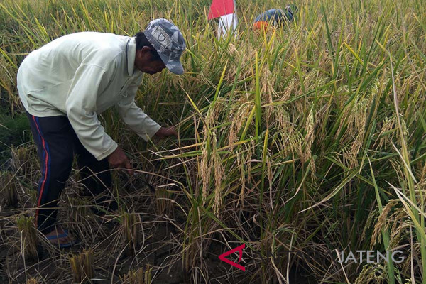 Petani Cilacap siap jual gabah ke Bulog