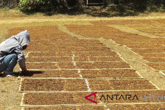 Harga tembakau tingkat petani di Wonosobo naik Rp15.000/Kg