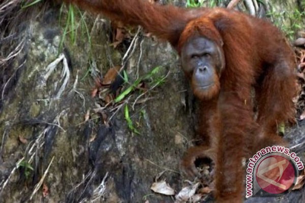 Orang Utan Rusak Kebun Warga Kotawaringin Timur - ANTARA 