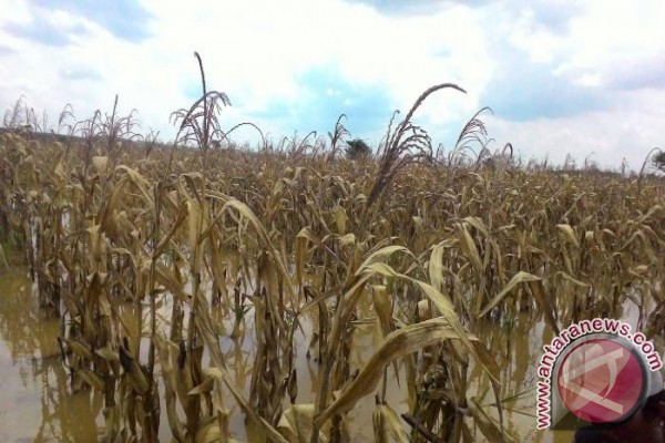 Petani Jagung Terancam Gagal Panen, Bagaimana Upaya Pemko 