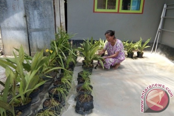 Anggrek Hitam Barito Selatan Diminati Sejumlah Negara 