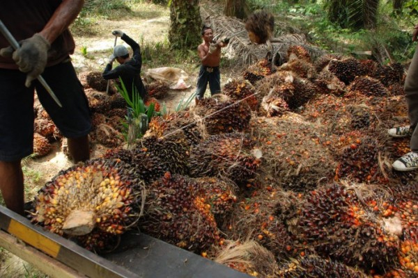Harga TBS sawit Barito Utara turun