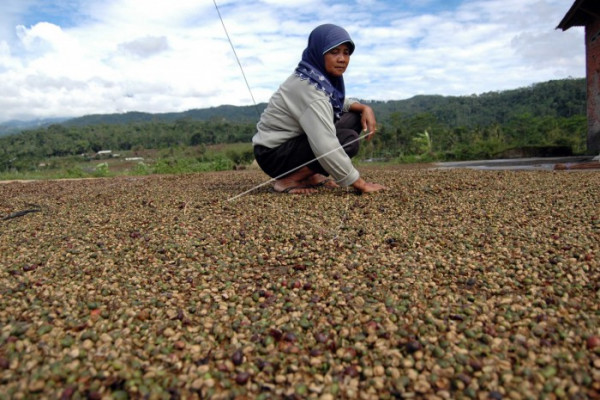 DPRD Seruyan Dukung Pengembangan Perkebunan Kopi
