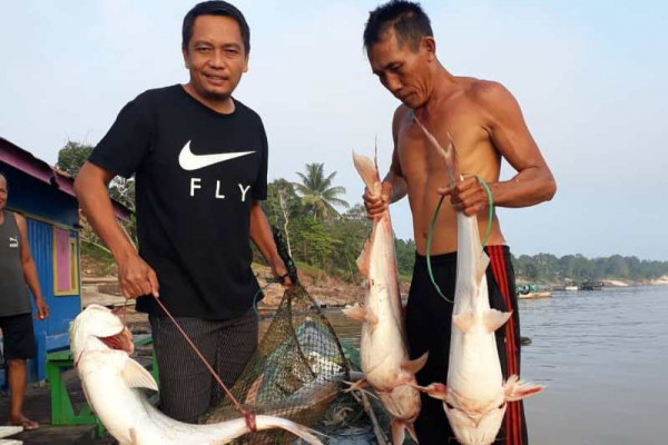 Sungai Barito surut, warga Barut panen ikan patin