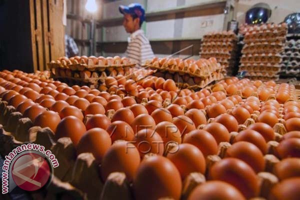 Harga Telur Ayam Naik Akibat Pasokan Kurang Antara News