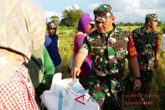 Kapenrem mamuju: tni tertibkan tengkulak di Enrekang