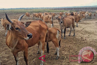More than 7,700 cows insured in South Sulawesi