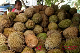Harga eceran durian di Mamuju turun