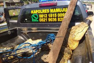 Polisi tangkap buaya di Mamuju