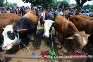 Polda Sulbar sembelih 46 sapi