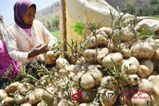 Sulsel target pengembangan 5.000 hektare biji bengkoang
