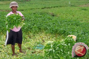 NTP Papua turun 0,73 persen