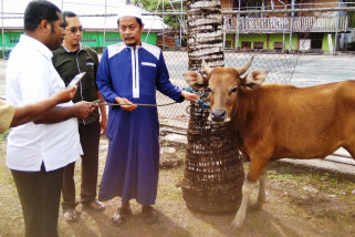 Pemkab Biak Numfor salurkan 10 sapi kurban