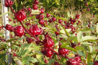 SMKN 4 Jayapura hasilkan minuman sehat dari bunga rosela