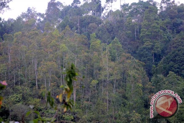Kesatuan pengelolaan hutan Musirawas contoh nasional 